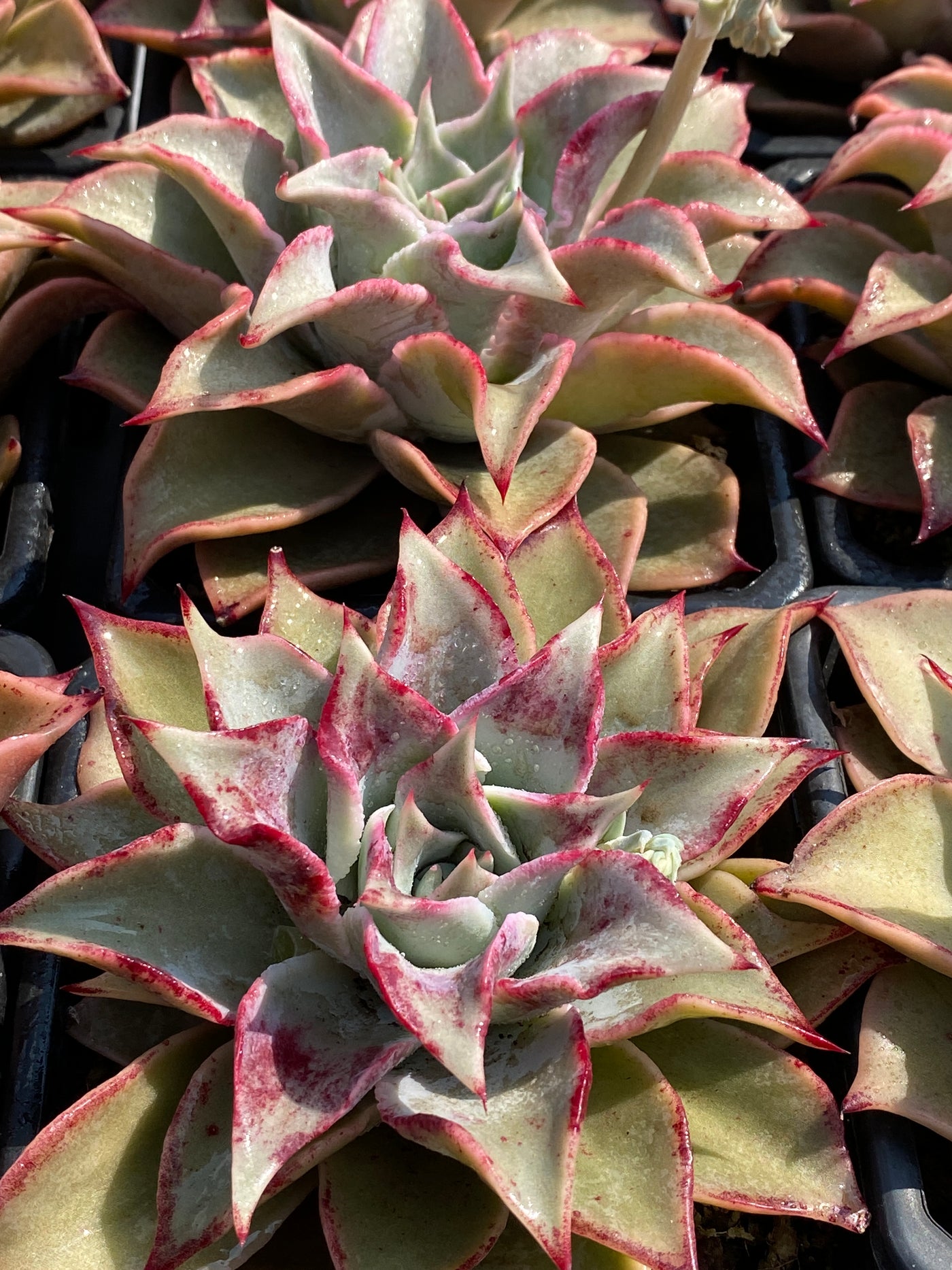 TH595     多肉植物     （15株）セット