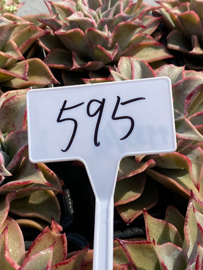 TH595     多肉植物     （15株）セット