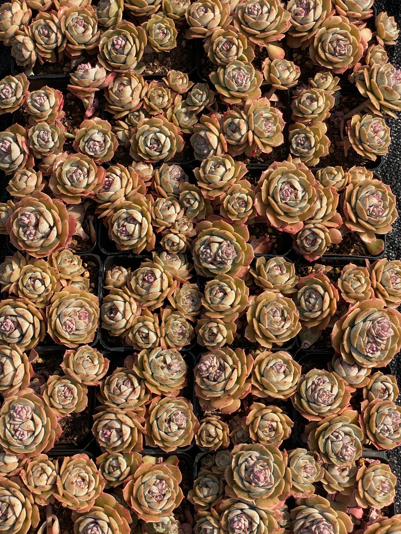 TH598     多肉植物     （32株）セット