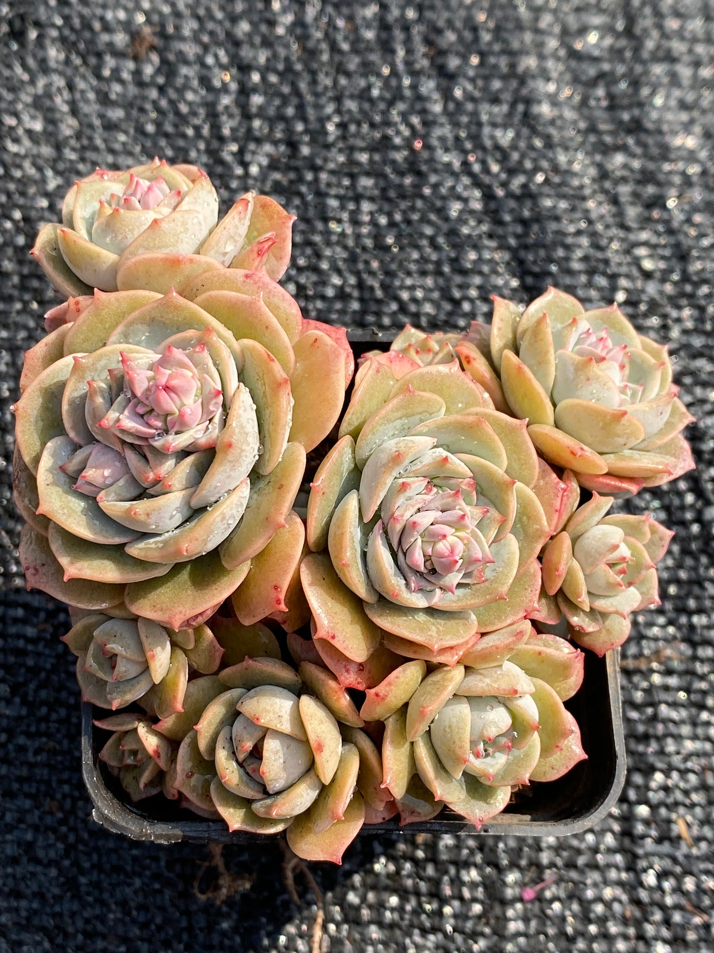 TH598     多肉植物     （32株）セット