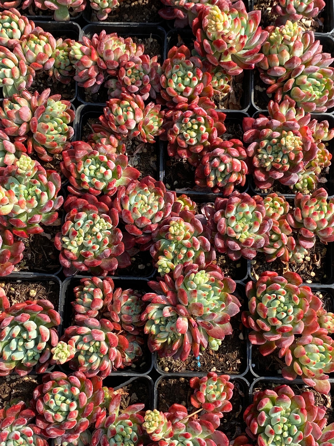 TH599     多肉植物     （40株）セット