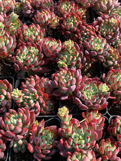 TH599     多肉植物     （40株）セット