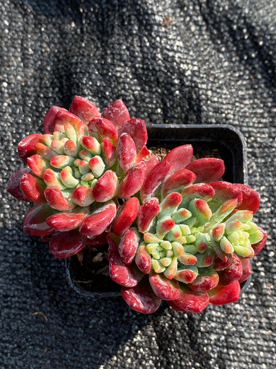 TH599     多肉植物     （40株）セット