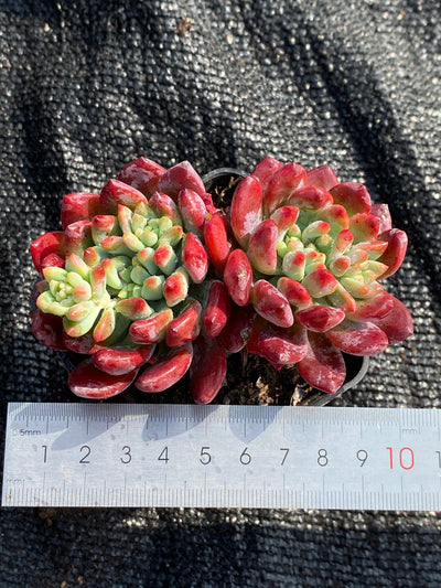 TH599     多肉植物     （40株）セット