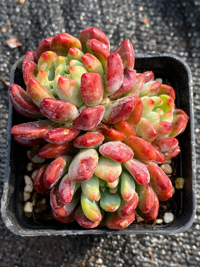 TH599     多肉植物     （40株）セット