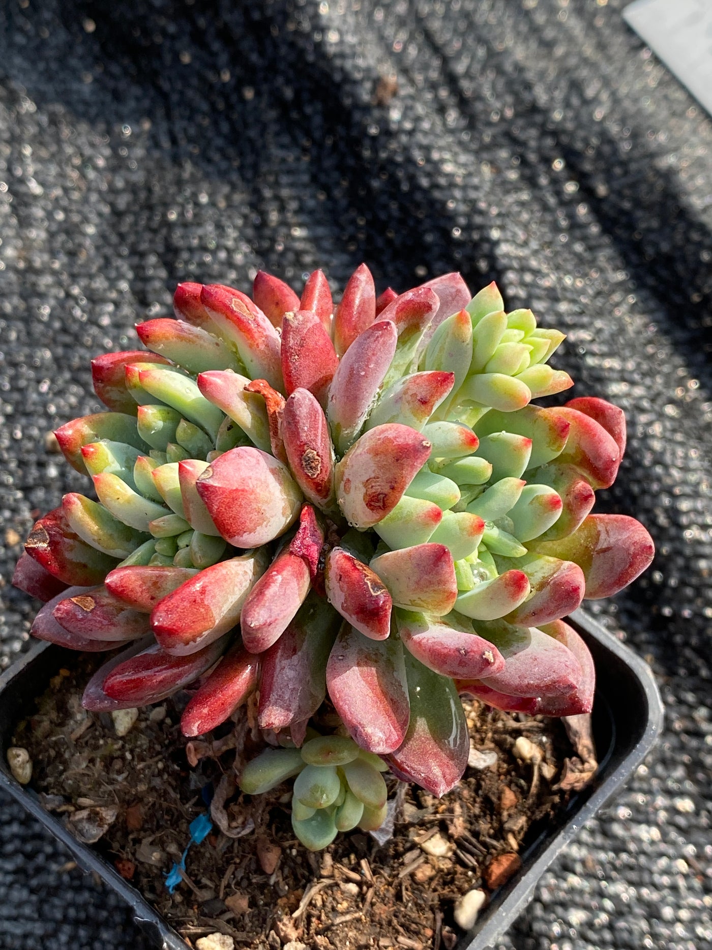 TH599     多肉植物     （40株）セット
