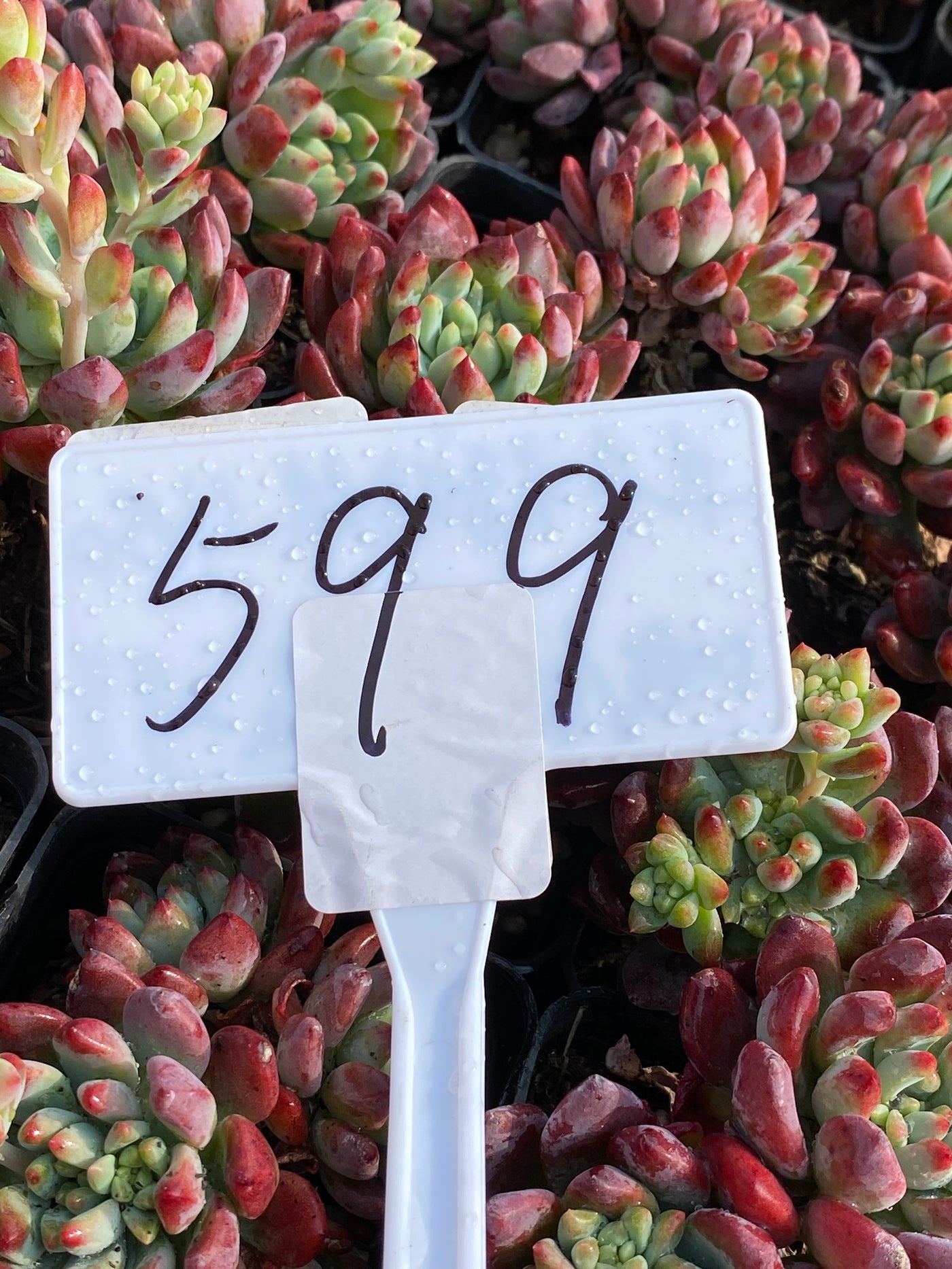 TH599     多肉植物     （40株）セット
