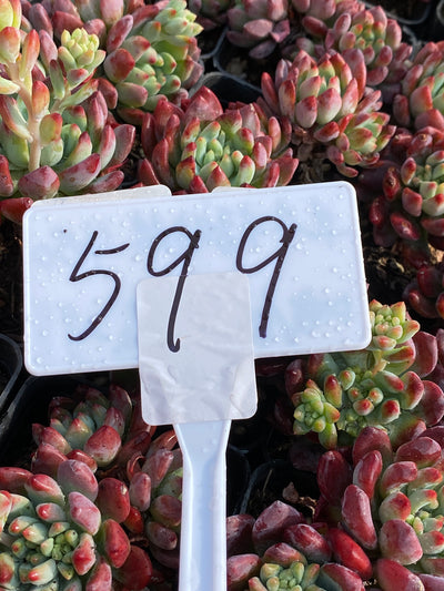 TH599     多肉植物     （40株）セット
