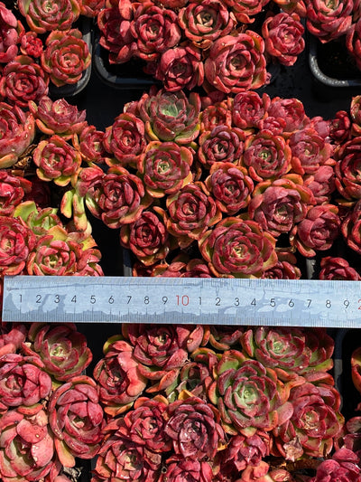 TH600     多肉植物     （12株）セット