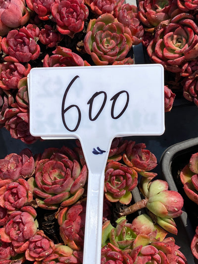 TH600     多肉植物     （12株）セット