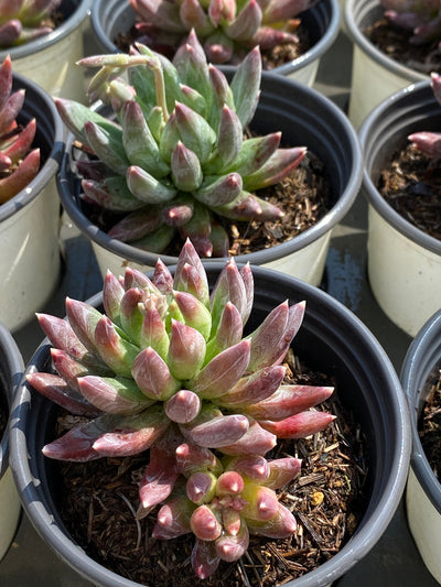 TH601     多肉植物     （54株）セット