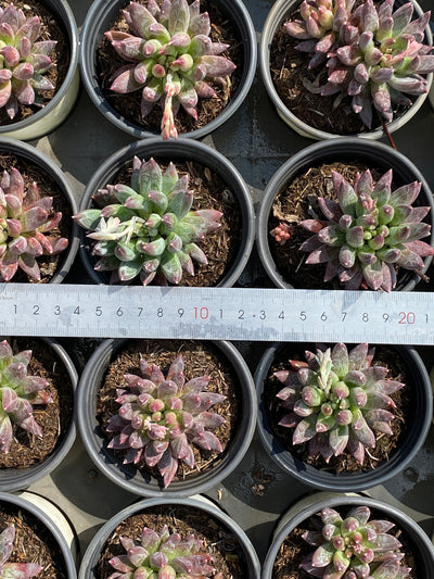 TH601     多肉植物     （54株）セット
