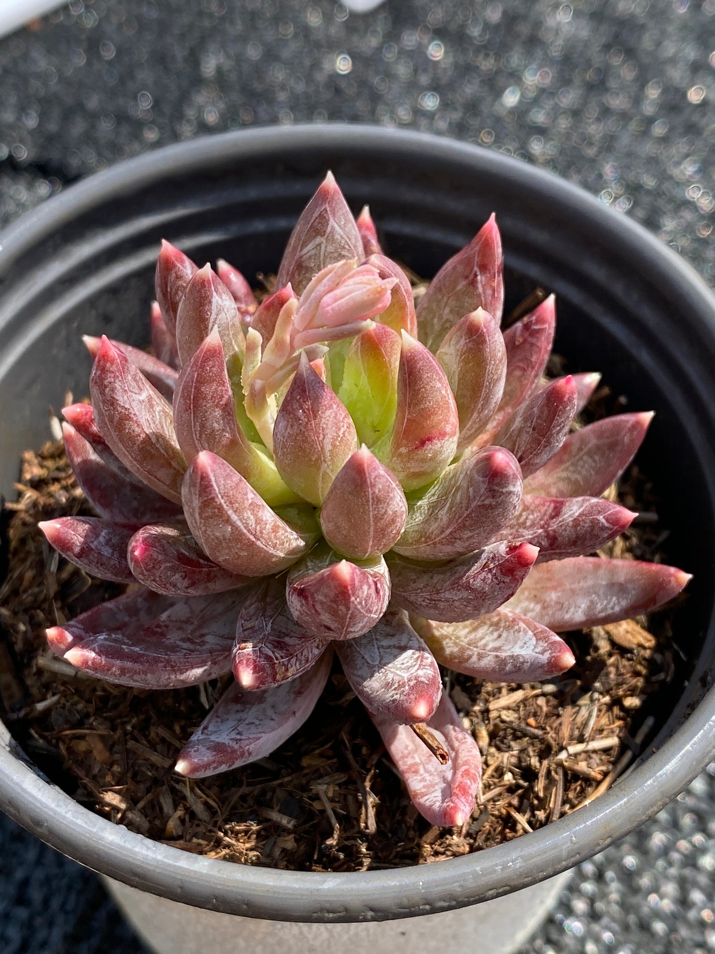 TH601     多肉植物     （54株）セット