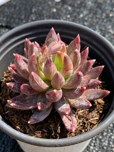 TH601     多肉植物     （54株）セット