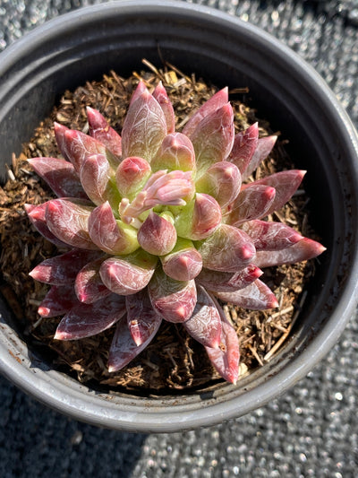 TH601     多肉植物     （54株）セット