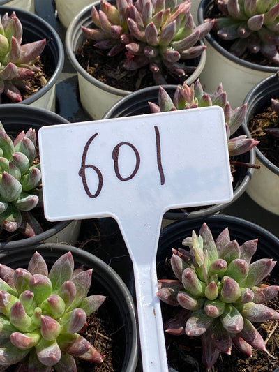TH601     多肉植物     （54株）セット