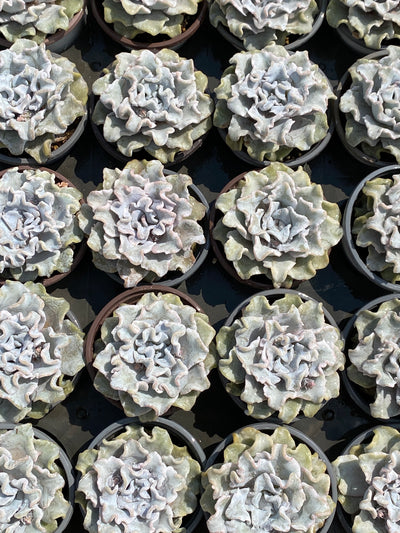 TH602     多肉植物     （24株）セット