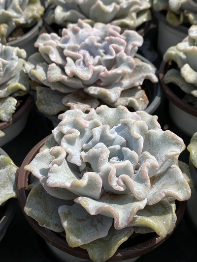 TH602     多肉植物     （24株）セット
