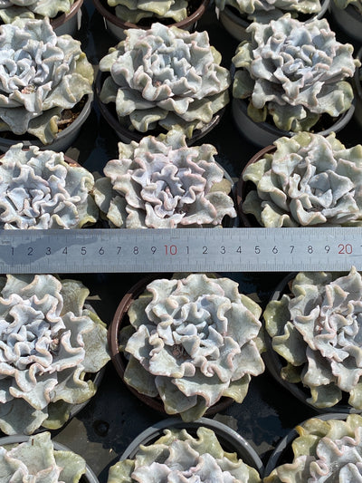 TH602     多肉植物     （24株）セット
