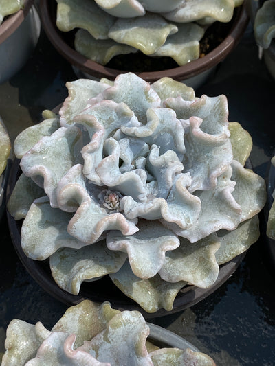 TH602     多肉植物     （24株）セット