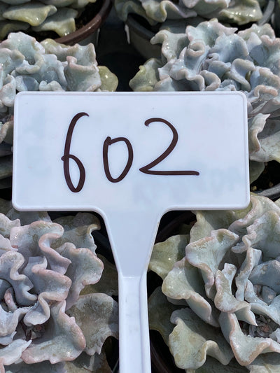 TH602     多肉植物     （24株）セット