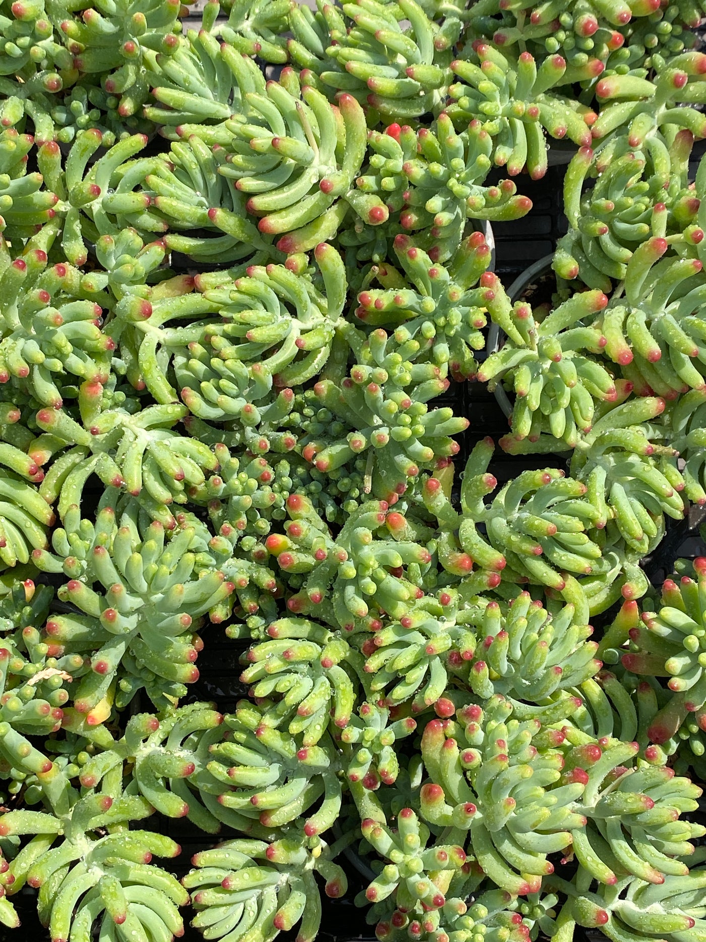 TH603     多肉植物     （49株）セット