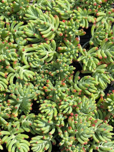 TH603     多肉植物     （49株）セット