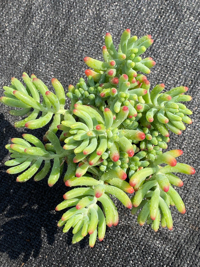 TH603     多肉植物     （49株）セット
