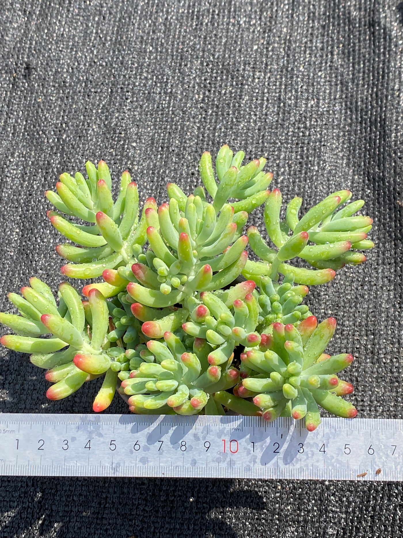 TH603     多肉植物     （49株）セット