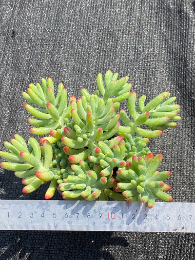 TH603     多肉植物     （49株）セット