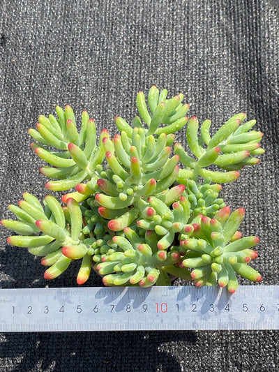 TH603     多肉植物     （49株）セット
