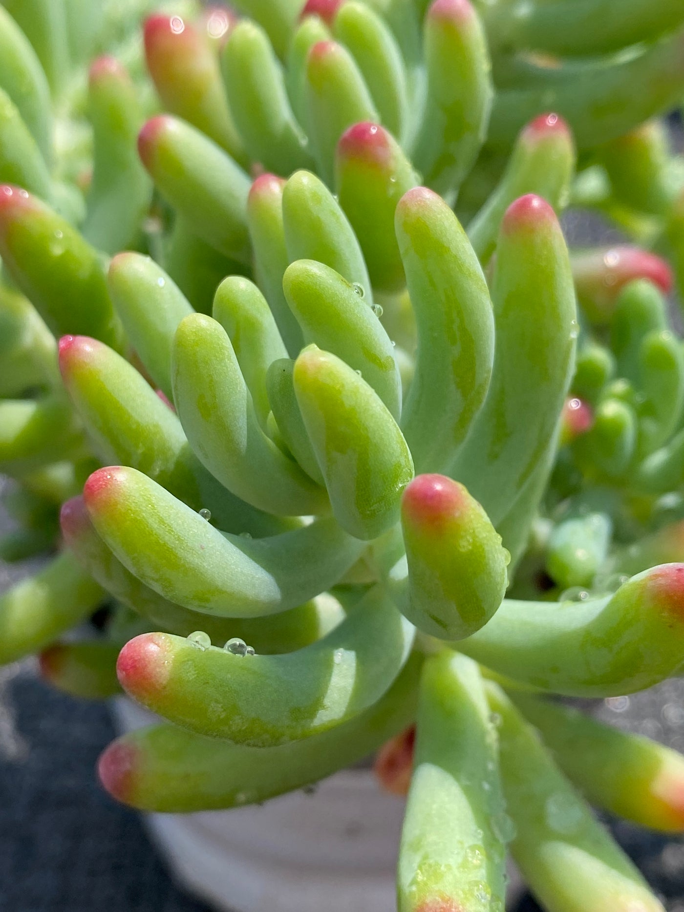 TH603     多肉植物     （49株）セット