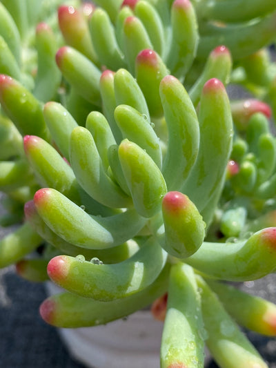 TH603     多肉植物     （49株）セット