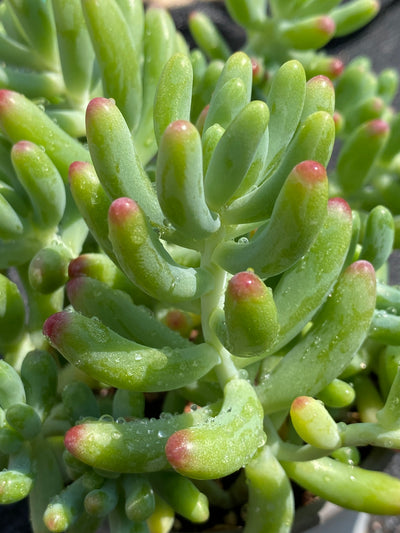 TH603     多肉植物     （49株）セット