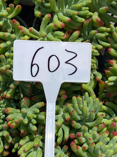 TH603     多肉植物     （49株）セット