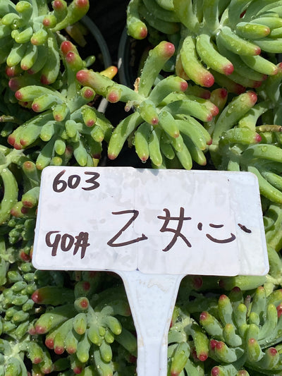 TH603     多肉植物     （49株）セット