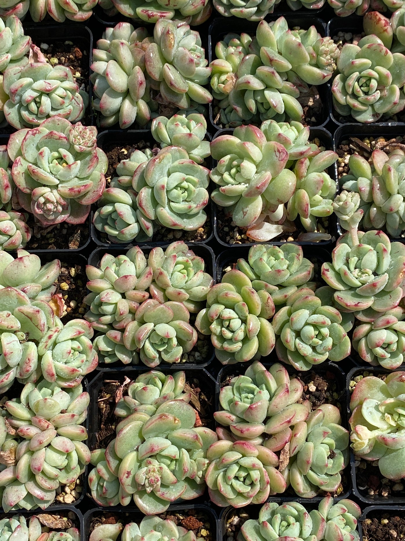 TH604     多肉植物     （20株）セット