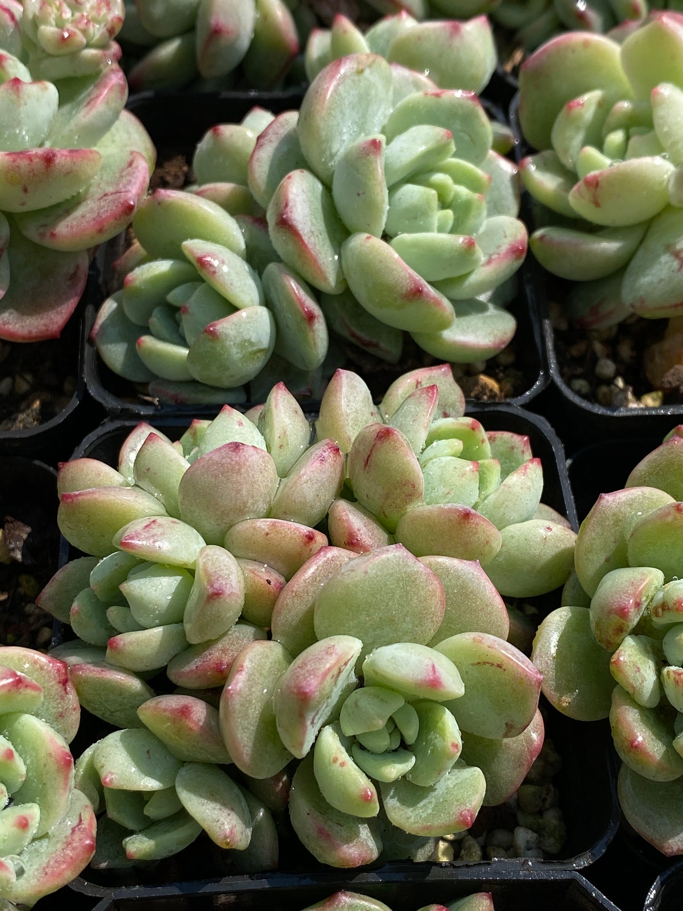 TH604     多肉植物     （20株）セット