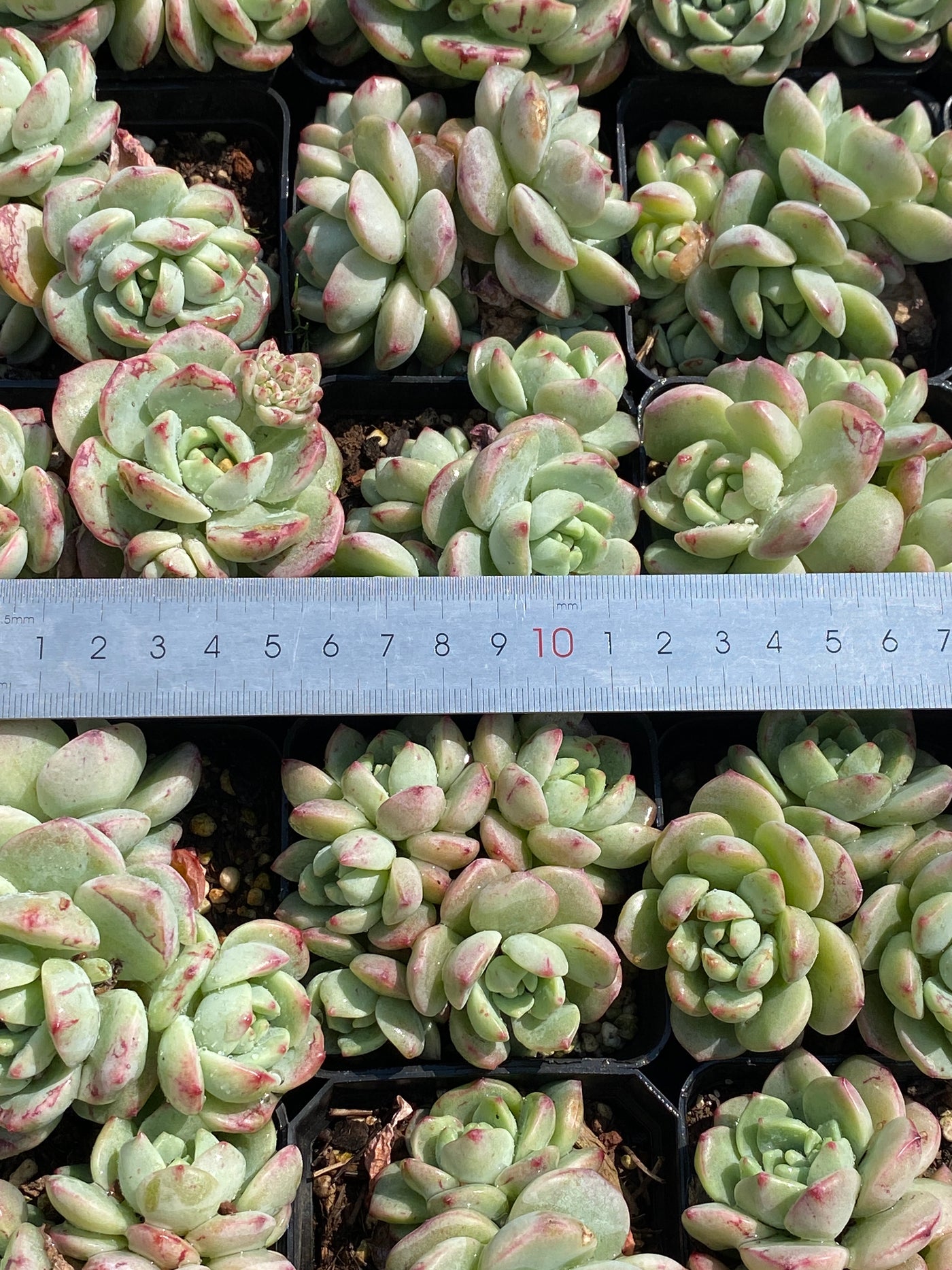 TH604     多肉植物     （20株）セット