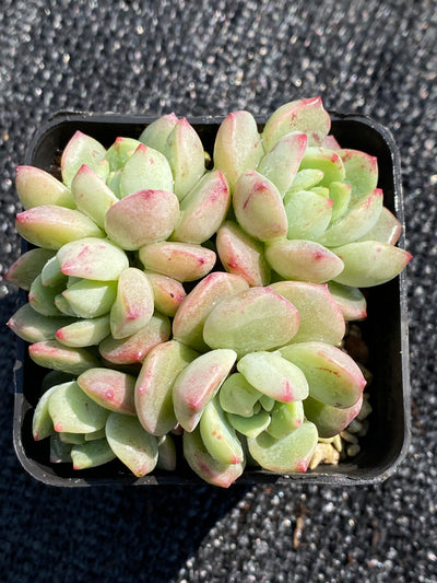 TH604     多肉植物     （20株）セット