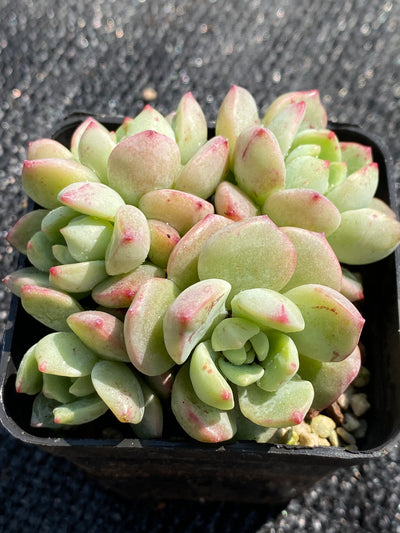 TH604     多肉植物     （20株）セット