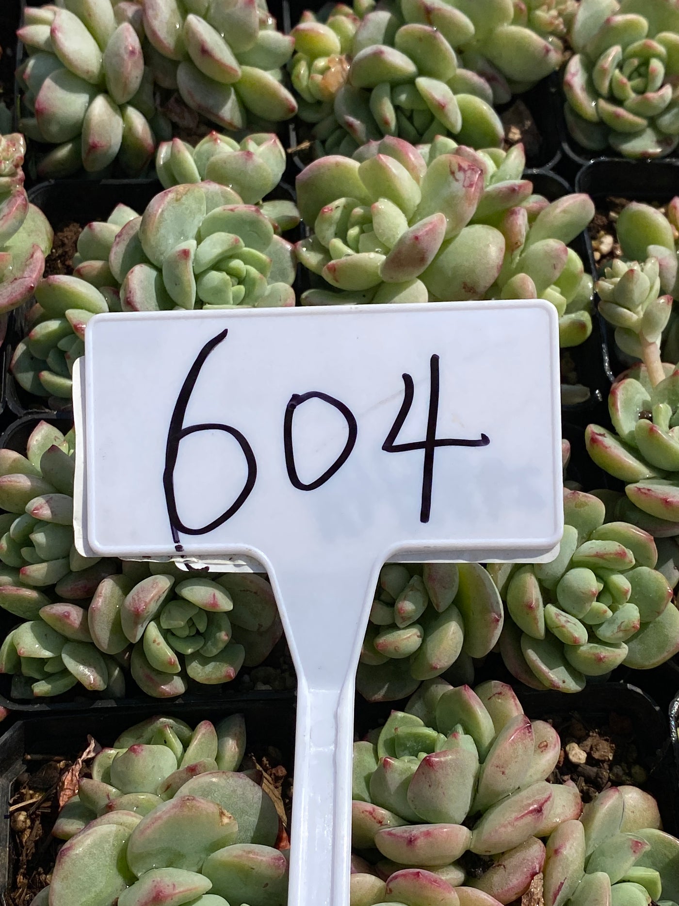 TH604     多肉植物     （20株）セット