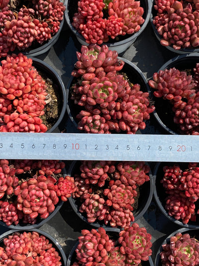 TH605     多肉植物     （20株）セット