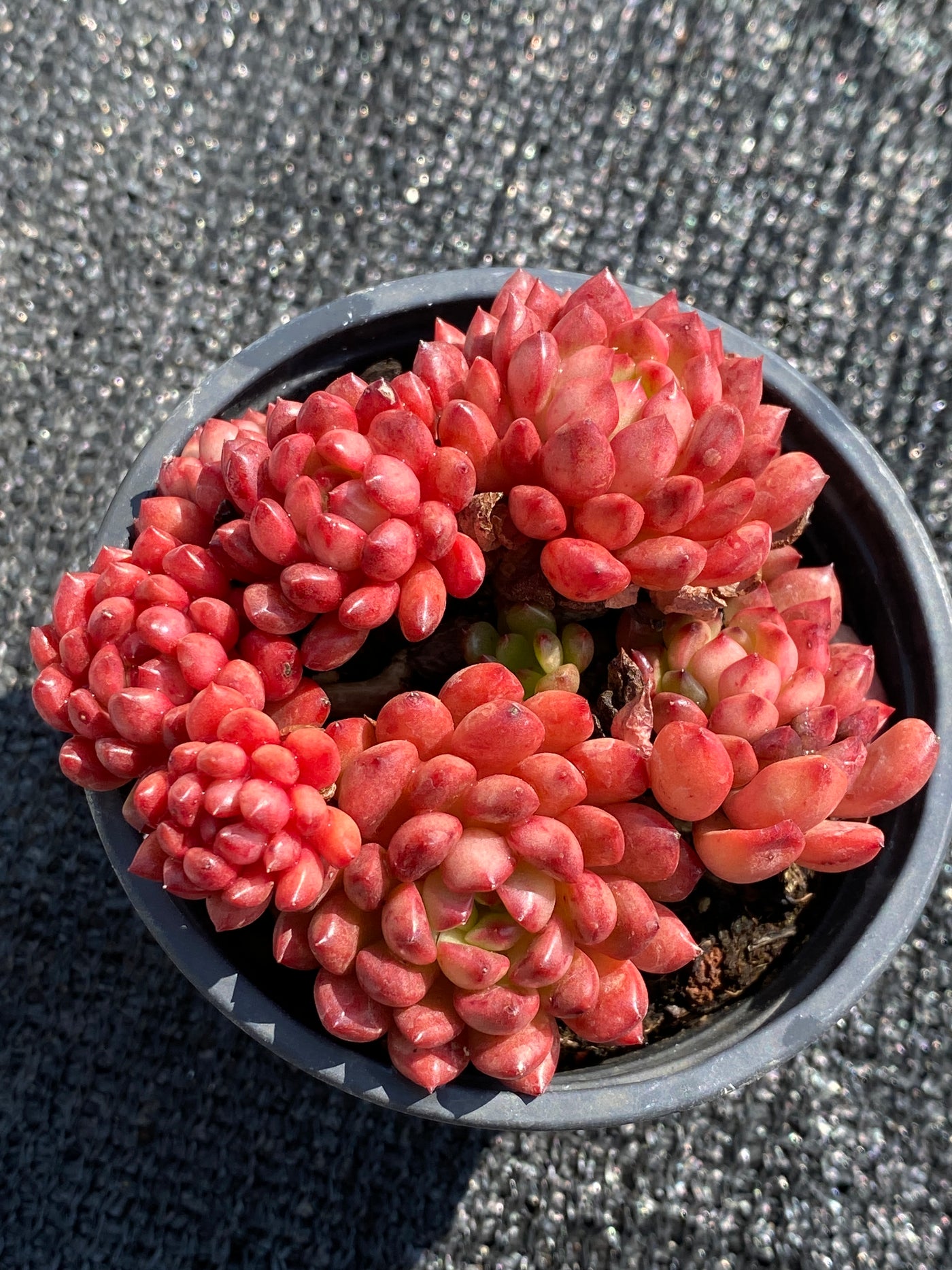 TH605     多肉植物     （20株）セット