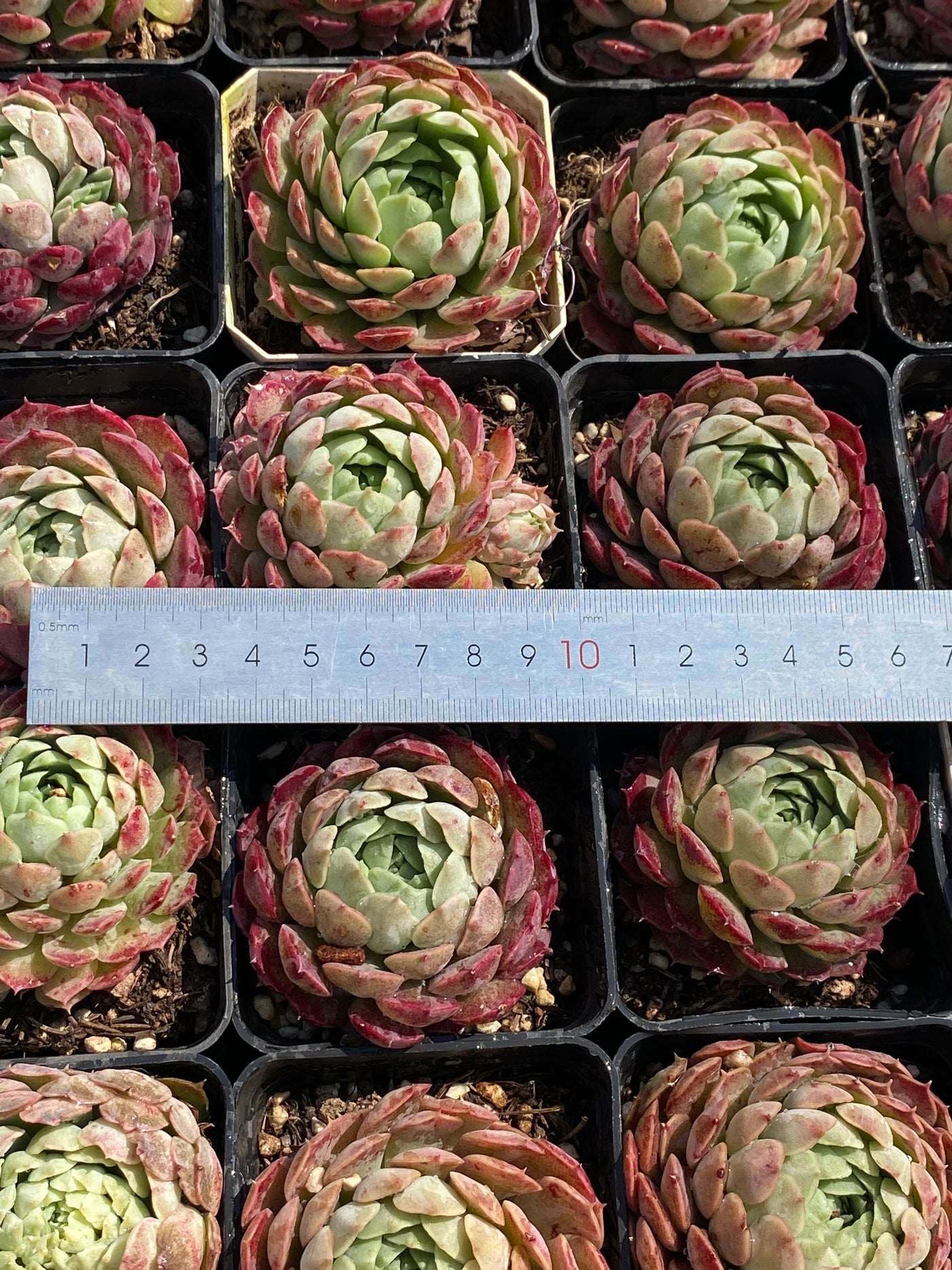 TH606     多肉植物     （30株）セット
