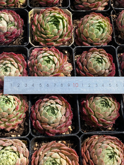 TH606     多肉植物     （30株）セット