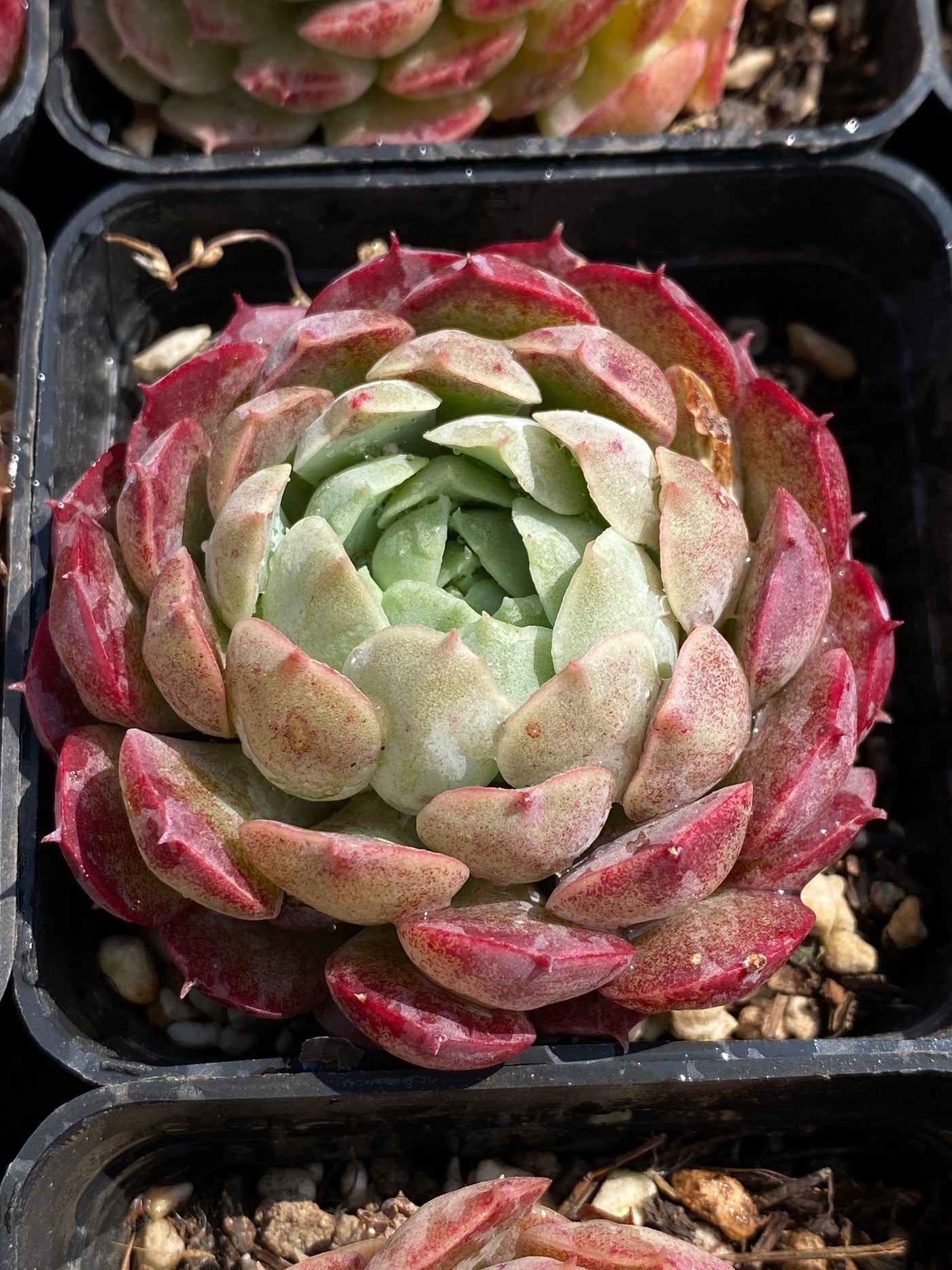 TH606     多肉植物     （30株）セット