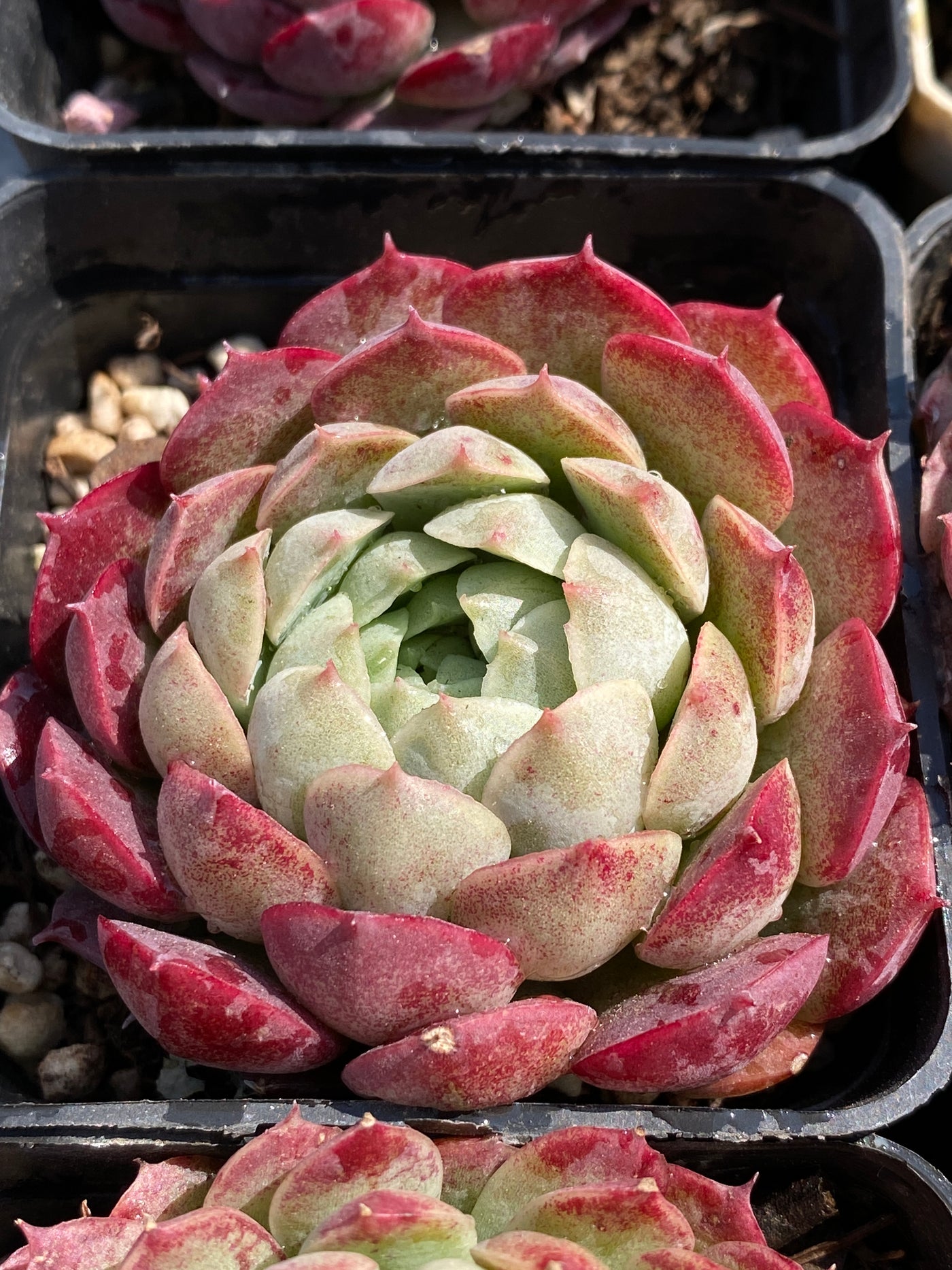 TH606     多肉植物     （30株）セット