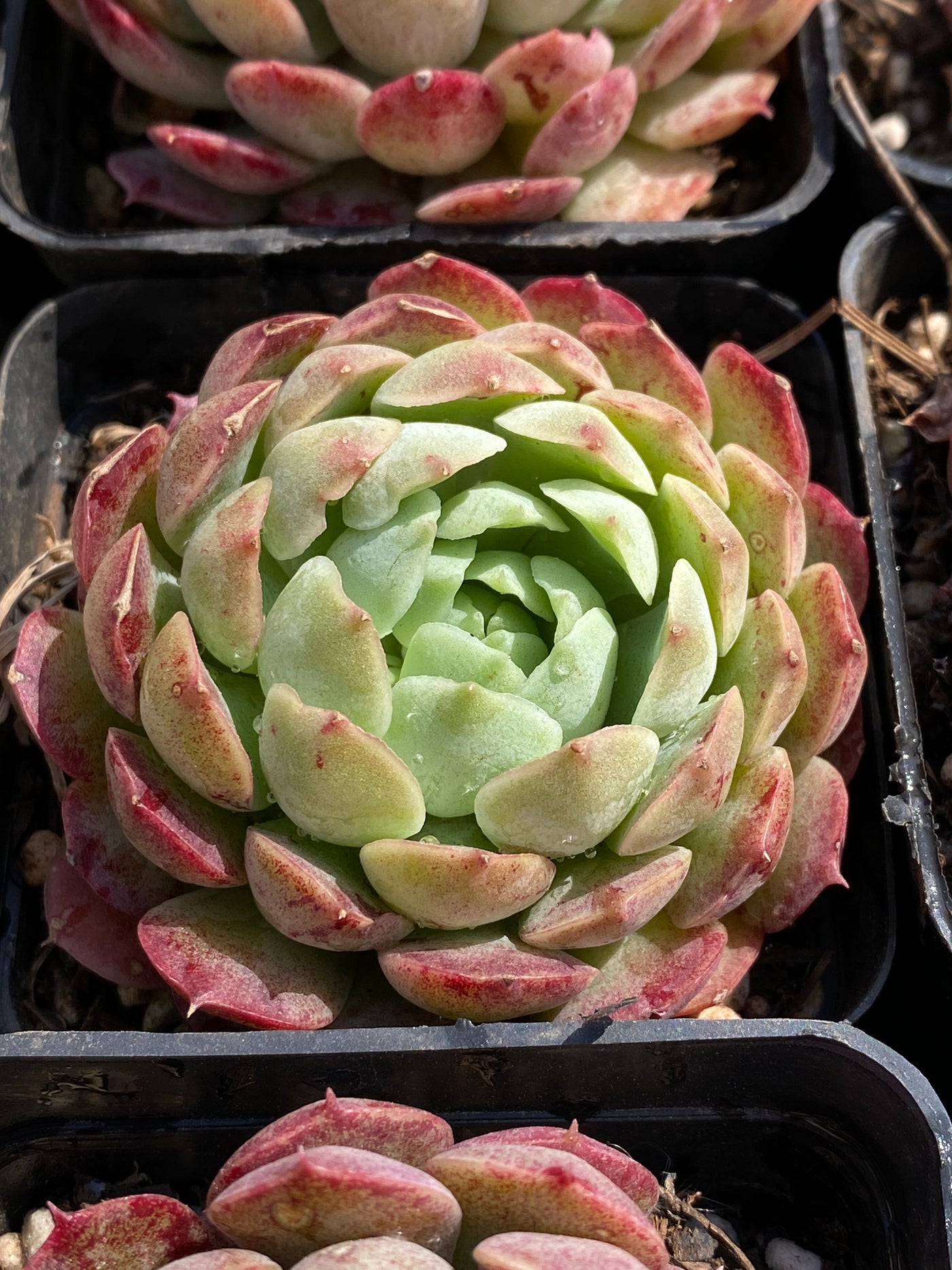 TH606     多肉植物     （30株）セット