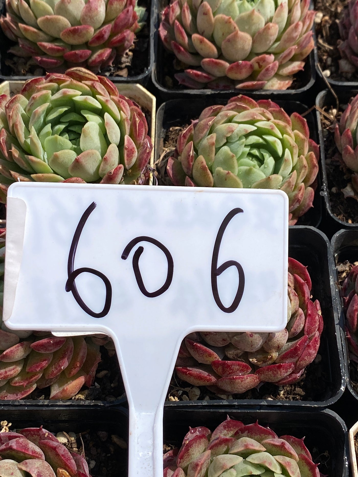 TH606     多肉植物     （30株）セット